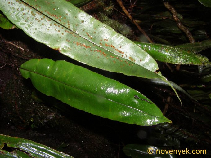 Image of undetermined plant Costa Rica Pteridophyta (17)