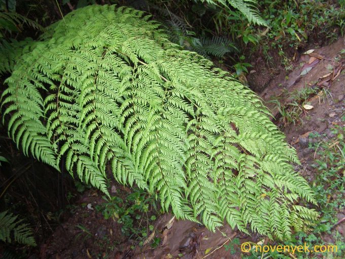 Image of undetermined plant Costa Rica cf cyathea