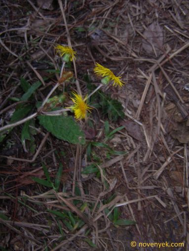 Image of undetermined plant Cuba Asteraceae (1)