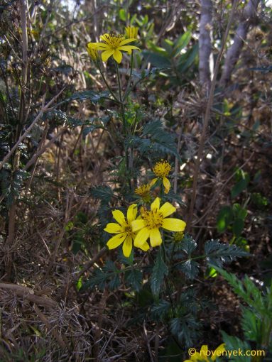 Image of undetermined plant Cuba Asteraceae (3)
