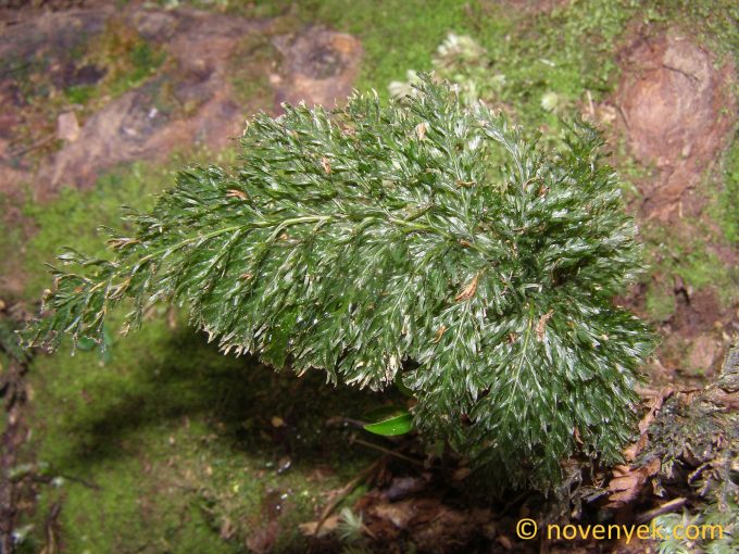 Image of undetermined plant Cuba Hymenophyllum