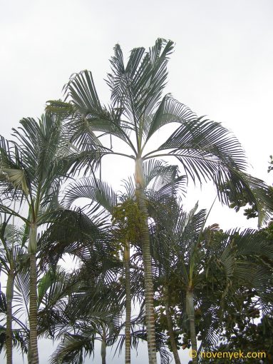 Image of undetermined plant Cuba Palmaceae