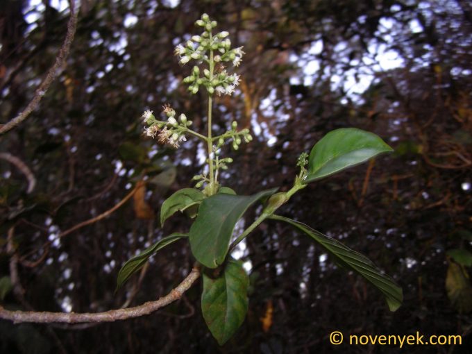 Image of undetermined plant Cuba Psychotria nervosa o pubescens