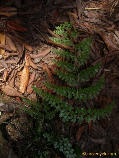 Image of undetermined plant Cuba Pteridophyta (10)