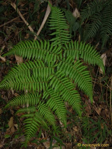 Image of undetermined plant Cuba Pteridophyta (13)
