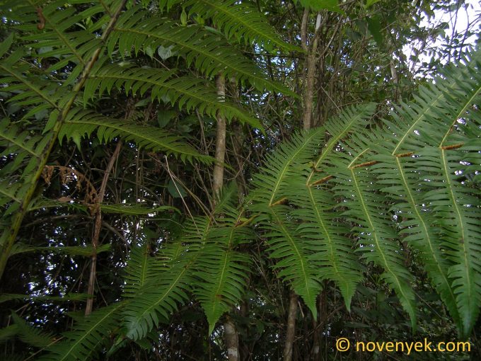 Image of undetermined plant Cuba Pteridophyta (14)