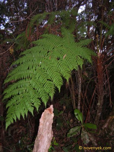 Image of undetermined plant Cuba Pteridophyta (15)
