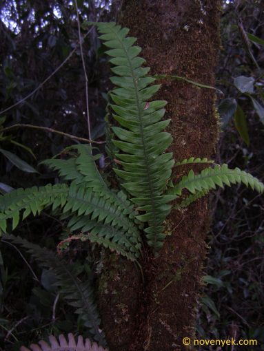 Image of undetermined plant Cuba Pteridophyta (19)