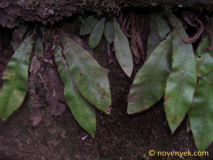 Image of undetermined plant Cuba Pteridophyta (2)
