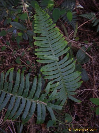 Image of undetermined plant Cuba Pteridophyta (20)