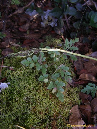 Image of undetermined plant Cuba Pteridophyta (24)