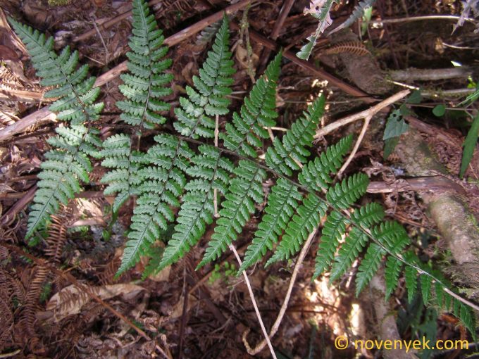 Image of undetermined plant Cuba Pteridophyta (25)