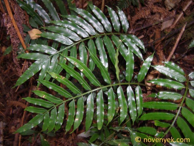 Image of undetermined plant Cuba Pteridophyta (28)