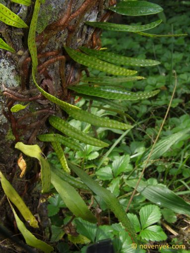 Image of undetermined plant Cuba Pteridophyta (3)