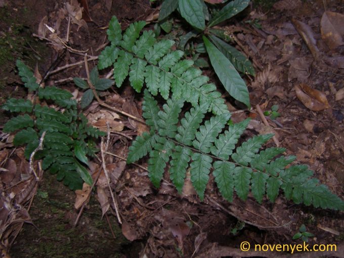 Image of undetermined plant Cuba Pteridophyta (30)