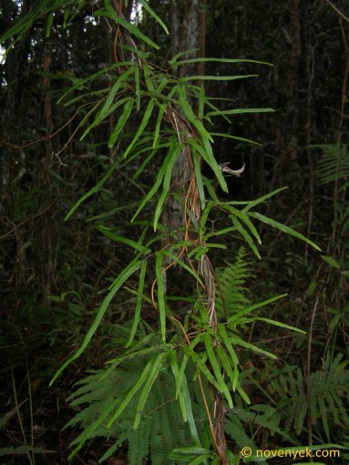 Image of undetermined plant Cuba Pteridophyta (33)