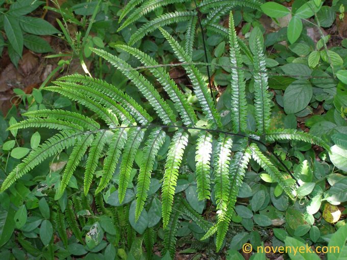 Image of undetermined plant Cuba Pteridophyta (35)
