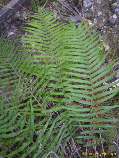 Image of undetermined plant Cuba Pteridophyta (36)