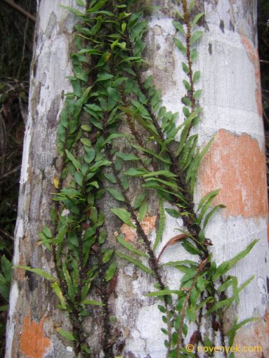 Image of undetermined plant Cuba Pteridophyta (4)