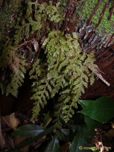 Image of undetermined plant Cuba Pteridophyta (8)