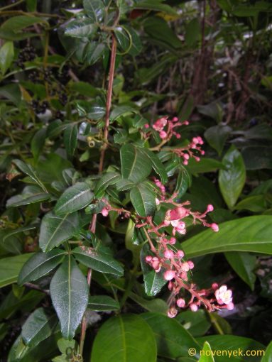 Image of undetermined plant Cuba Serjanea cf diversifolia