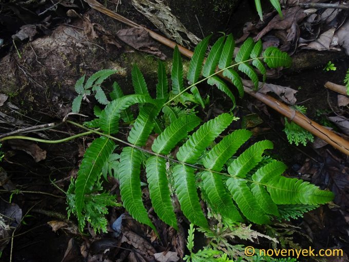 Image of undetermined plant Dominica Pteridophyta