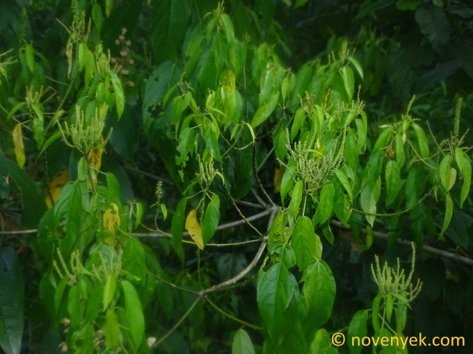 Image of undetermined plant Ecuador