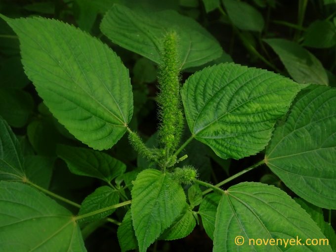 Image of undetermined plant Ecuador Acalypha (1)