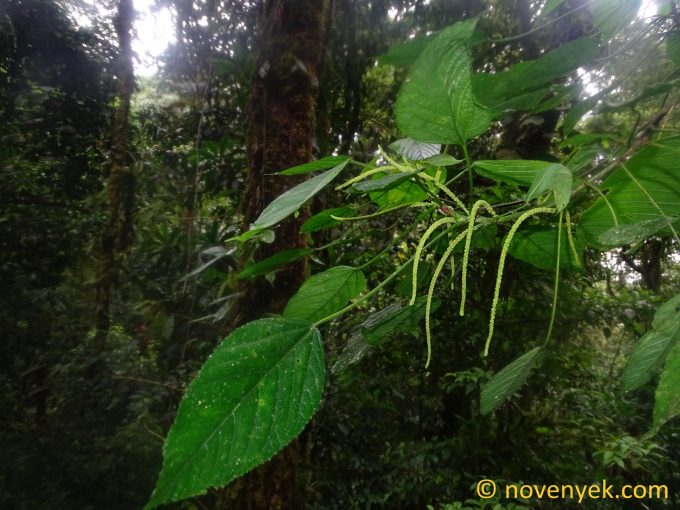 Image of undetermined plant Ecuador Acalypha (2)
