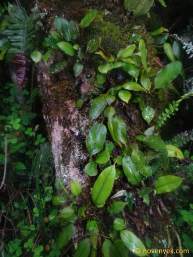 Image of undetermined plant Ecuador Elaphoglossum cf lloense