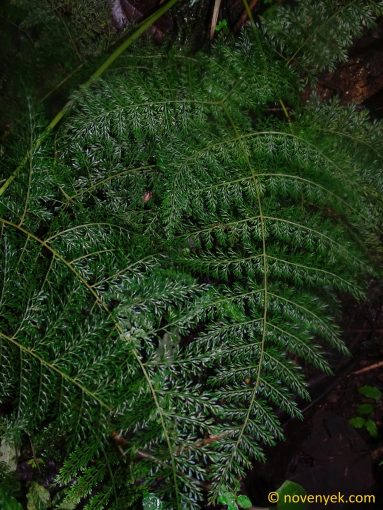 Image of undetermined plant Ecuador Eriosorus (1)