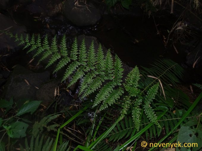 Image of undetermined plant Ecuador Eriosorus (2)