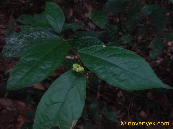 Image of undetermined plant Ecuador Euphorbiaceae