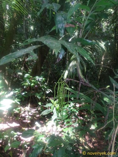 Image of undetermined plant Ecuador Geonoma