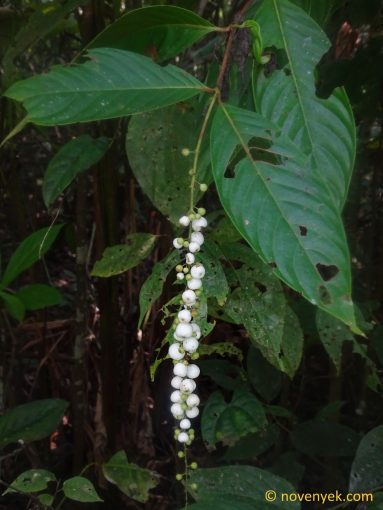 Image of undetermined plant Ecuador Gonzalagunia affinis bunchoioides
