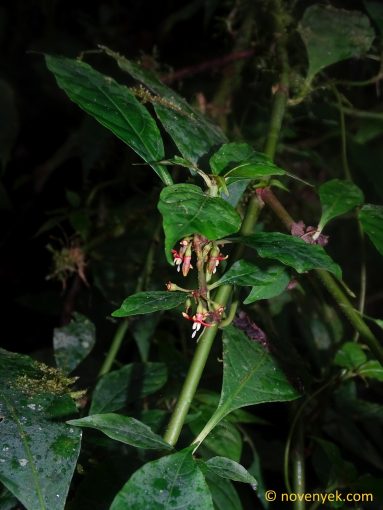 Image of undetermined plant Ecuador Hoffmannia