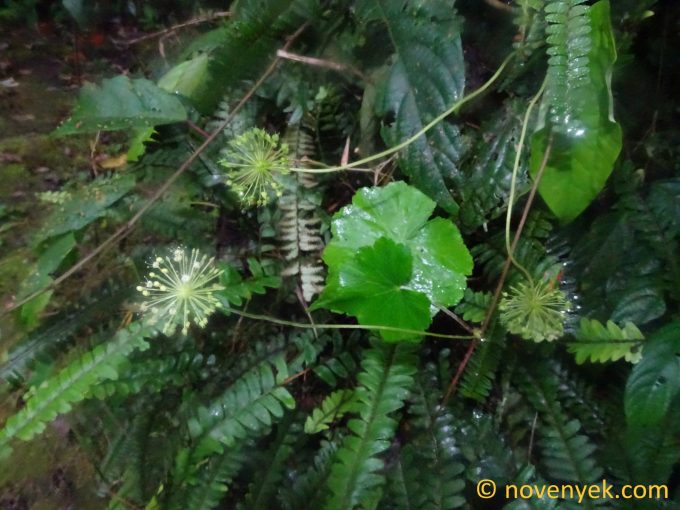 Image of undetermined plant Ecuador Hydrocotyle