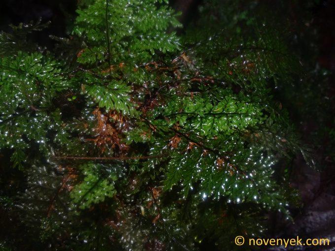 Image of undetermined plant Ecuador Hymenophyllum