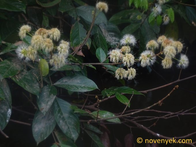 Image of undetermined plant Ecuador Inga rusbyi tenuistipula
