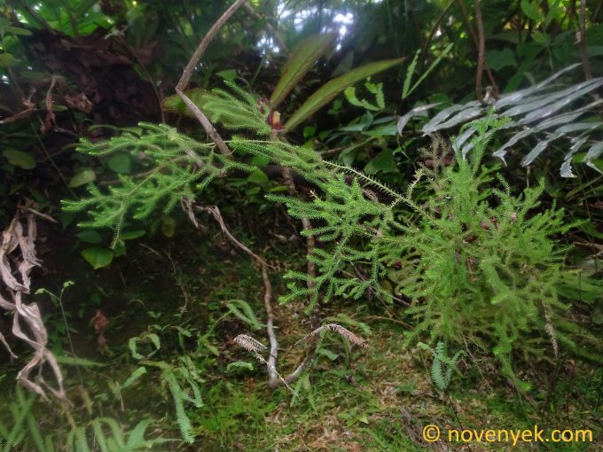 Image of undetermined plant Ecuador Lycopodium