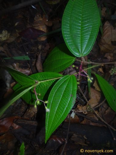 Image of undetermined plant Ecuador Melastomaceae cf Leandra Miconia