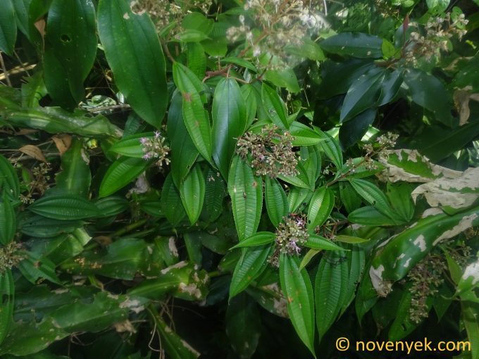 Image of undetermined plant Ecuador Melastomataceaecf Miconia