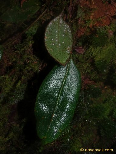 Image of undetermined plant Ecuador Microgramma cf reptans