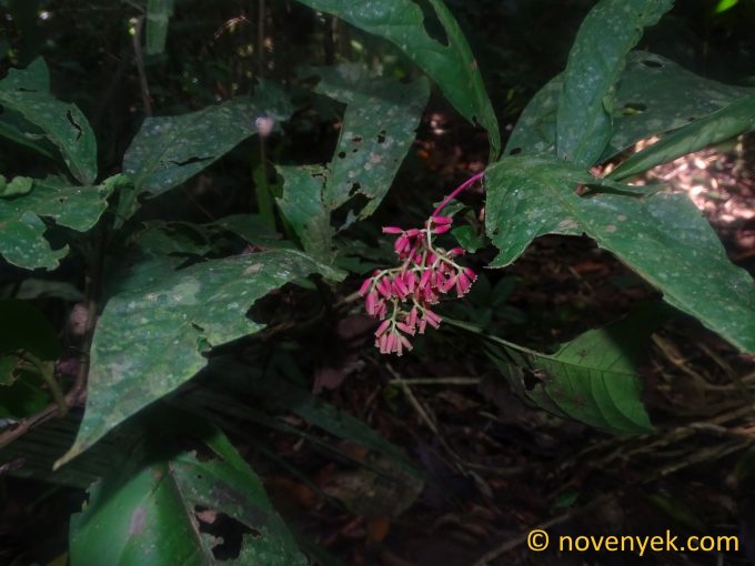Image of undetermined plant Ecuador Neea