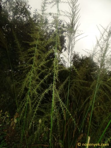 Image of undetermined plant Ecuador Neurolepis aristata o elata