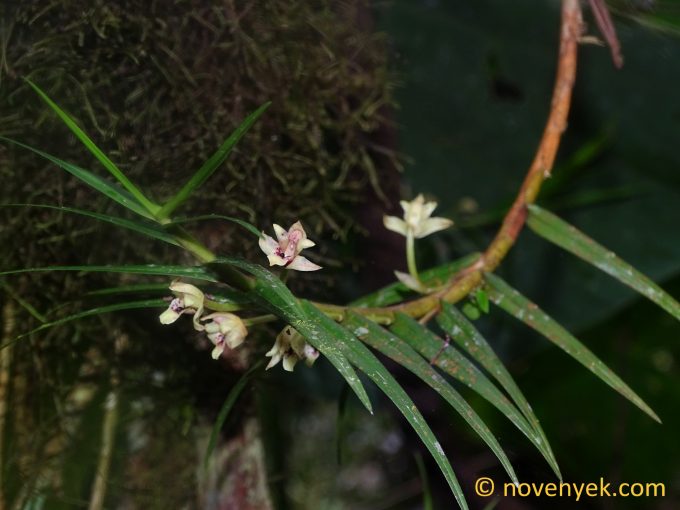 Image of undetermined plant Ecuador Orchidaceae (2)