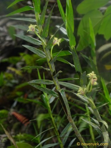 Image of undetermined plant Ecuador Orchidaceae
