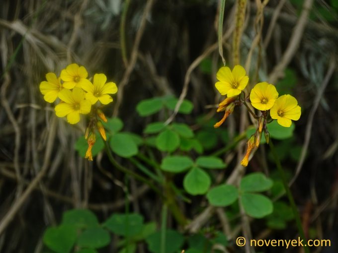 Image of undetermined plant Ecuador Oxalis