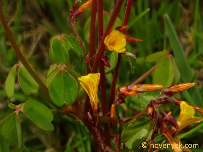 Image of undetermined plant Ecuador Oxalis cf peduncularis