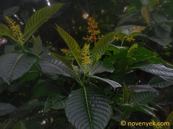 Image of undetermined plant Ecuador Palicourea